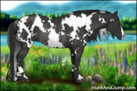 Horse Color:White Spotted Liver Chestnut Rabicano