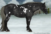 Horse Color:White Spotted Liver Red Ice Roan Rabicano