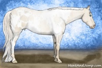 Horse Color:White Spotted Cremello 