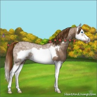 Horse Color:Chestnut Ice Splash Frame