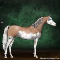 Horse Color:Silver Brown Pearl Sabino Splash 
