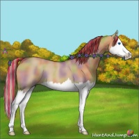 Horse Color:Painted Nacre Red Dun Splash