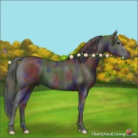 Horse Color:Nacre Black 