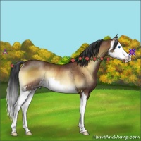 Horse Color:Bay Onyx Splash Rabicano
