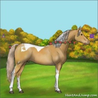 Horse Color:Palomino Tobiano 