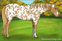 Horse Color:Chestnut Appaloosa 