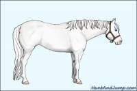 Horse Color:Silver Classic Cream Champagne Pearl Dun Splash Frame 