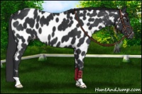 Horse Color:Black Near Leopard