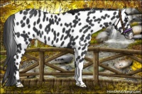 Horse Color:Black Leopard