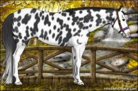 Horse Color:Black Splash Near Leopard 