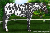 Horse Color:Black Near Leopard 