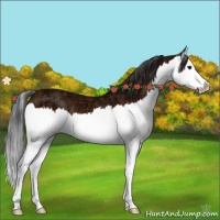 Horse Color:Bay Ice Splash 