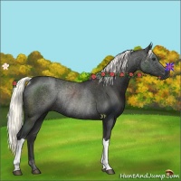 Horse Color:Liver Chestnut Rabicano 