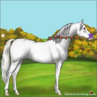 Horse Color:Liver Chestnut Sabino 