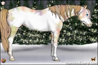 Horse Color:Nacre Red Dun Pearl Sabino Frame 