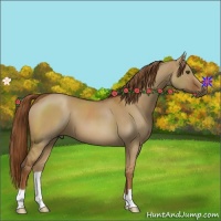 Horse Color:Red Dun 