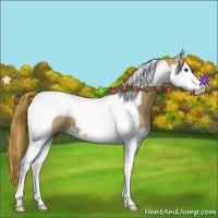 Horse Color:Red Dun Splash Tobiano 