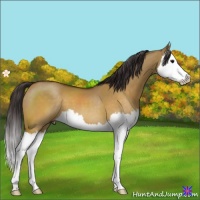 Horse Color:Buckskin Dun Splash