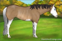 Horse Color:Brown Dun Splash Rabicano 