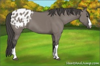 Horse Color:Grullo Appaloosa 