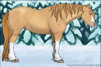 Horse Color:Gold Champagne