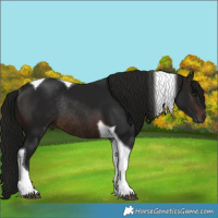 Horse Color:Gray Brown Tobiano Rabicano