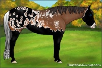 Horse Color:Bay Splash Appaloosa 