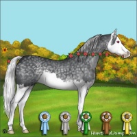 Horse Color:Silver Black Chinchilla Splash
