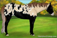Horse Color:Amber Champagne Dun Splash Appaloosa 