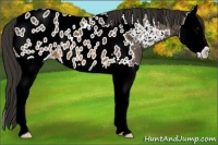 Horse Color:Brown Splash Near Leopard