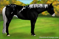 Horse Color:Bay Sabino Splash Appaloosa
