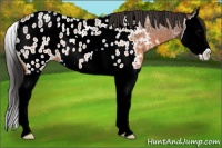 Horse Color:Brown Roan Splash Near Leopard