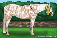 Horse Color:Gold Champagne Appaloosa  and Gold Champagne Appaloosa 