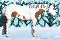 Horse Color:Buckskin Splash Tobiano 