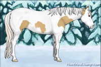 Horse Color:Palomino Splash Tobiano 