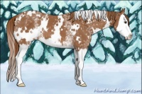 Horse Color:White Spotted Chestnut Splash 