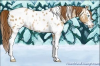 Horse Color:White Spotted Buckskin Pearl Splash Appaloosa 
