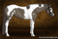 Horse Color:White Spotted Smoky Black Tobiano 
