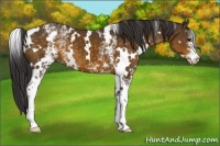 Horse Color:White Spotted Buckskin 
