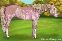 Horse Color:Red Dun Splash and Red Dun Splash