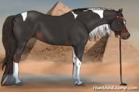 Horse Color:Liver Chestnut Sabino Tobiano