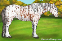 Horse Color:Brown Appaloosa and Gray Brown Appaloosa