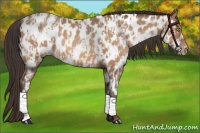 Horse Color:Amber Champagne Appaloosa  and Amber Champagne Appaloosa 