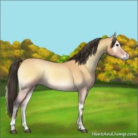 Horse Color:Buckskin Roan Onyx