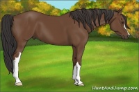 Horse Color:Bay 