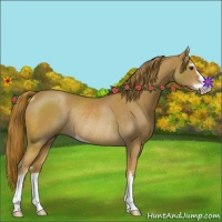 Horse Color:Chestnut Sabino Rabicano
