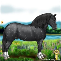 Horse Color:Black Appaloosa 