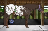 Horse Color:Liver Chestnut Appaloosa 