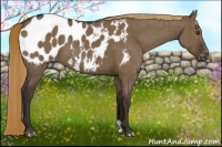 Horse Color:Liver Red Dun Appaloosa Brindle
