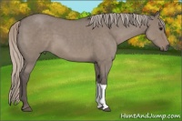 Horse Color:Silver Grullo Roan 